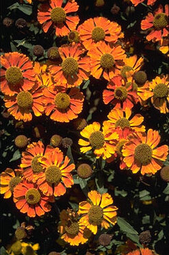 Helenium hybr. 'Waltraut'-0