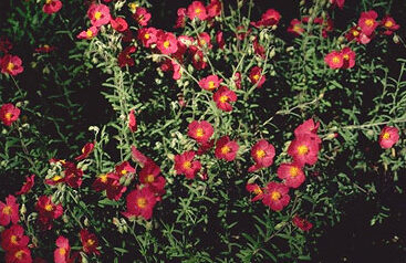 Helianthemum 'Cerise Queen'-0