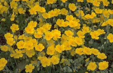Helianthemum 'Sterntaler'-0