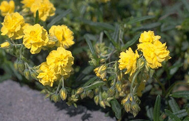Helianthemum 'Sulphureum Plenum'-0
