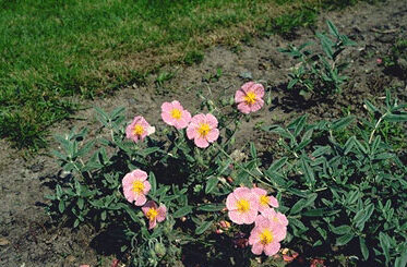 Helianthemum 'Wisley Pink'-0