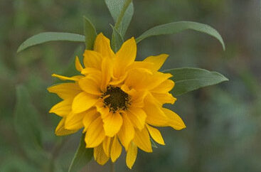Helianthus atrorubens-0
