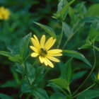 Helianthus 'Lemon Queen'-534