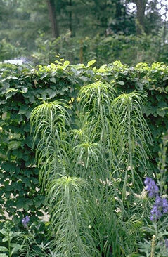 Helianthus salicifolius-0