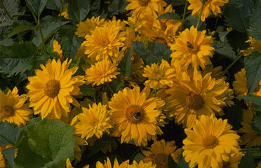 Heliopsis scab. 'Patula'-0