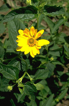 Heliopsis helianthoides-0