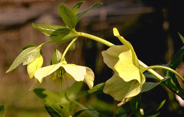 Helleborus lividus-0