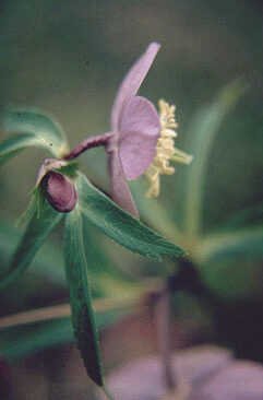 Helleborus purpurascens-0