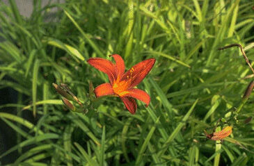 Hemerocallis 'Sammy Russell'-0