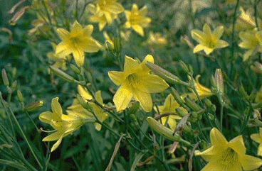 Hemerocallis lilioasphodelus-0