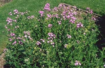 Hesperis matronalis-0