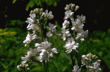 Hesperis matronalis 'Alba'-0