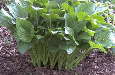 Hosta 'Royal Standard' P11-0