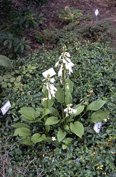Hosta albomarg. 'Weihenstephan-0