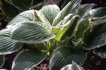 Hosta crispula-0