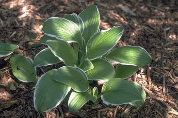 Hosta decorata-0