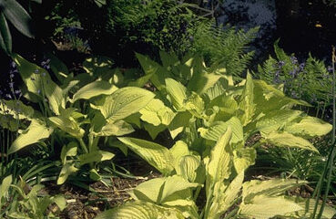Hosta fortunei 'Aurea'-0