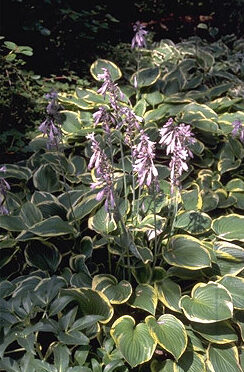 Hosta fort. 'Aureomarginata' P11-0