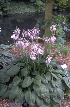 Hosta fortunei 'Obscura'-0