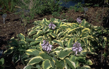 Hosta 'Wide Brim' P11-0