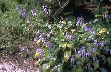 Hosta lancifolia-0