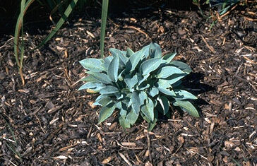 Hosta tardiana 'Blue Moon'-0