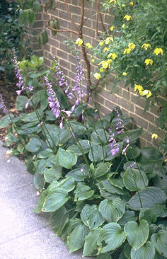 Hosta ventricosa-0