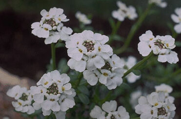 Iberis sempervirens 'Snowflake'-0