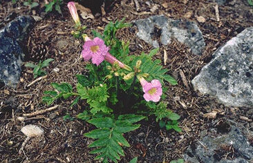 Incarvillea delavayi-0