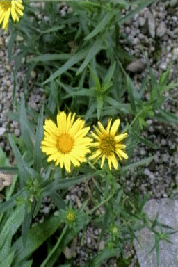 Inula ensifolia-0