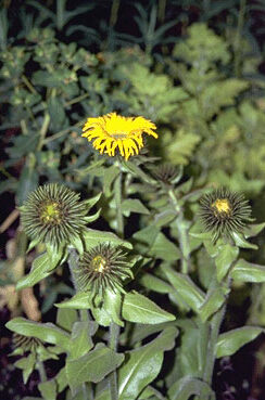 Inula orientalis-0