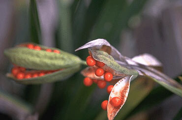 Iris foetidissima-0