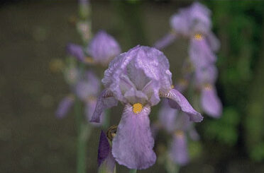 Iris germ. 'Susan Bliss'-0