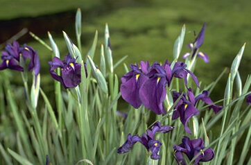 Iris kaempferi 'Variegatus'-0