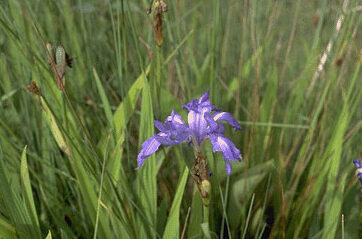 Iris laevigata-0