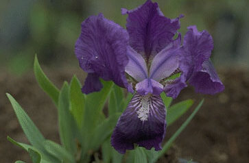 Iris pumila 'Cyanea'-0