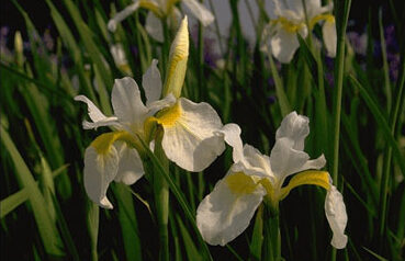 Iris sanguinea 'Snow Queen'-0