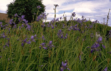 Iris sibirica 'Blue King'-0