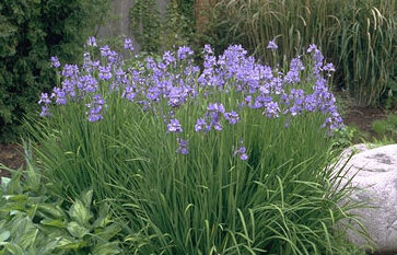Iris sibirica 'Perry's Blue'-0