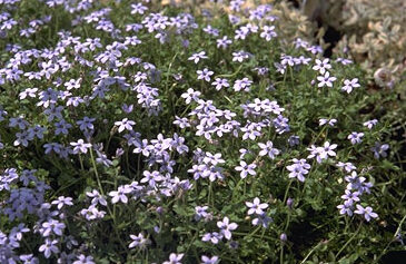 Isotoma fluviatilis-0