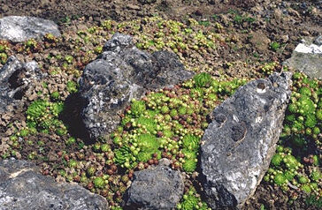 Jovibaria heuffelii-0