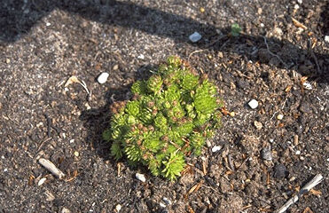 Jovibaria sobolif. 'Green Glob-0