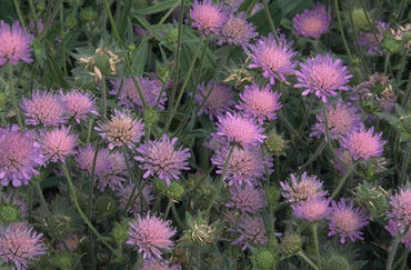 Knautia arvensis-0