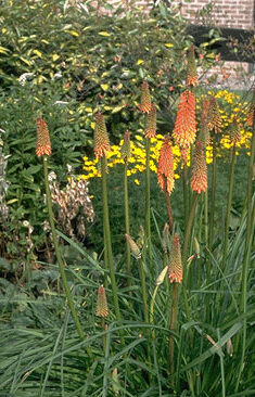 Kniphofia 'Alcazar'-0