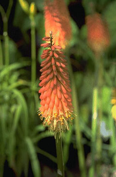Kniphofia 'Earliest Of All'-0