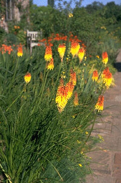 Kniphofia 'Royal Standard'-0