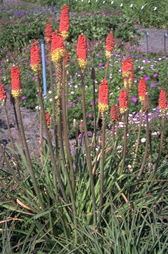 Kniphofia uvaria-0