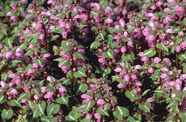 Lamium macul. 'Carneum'-0