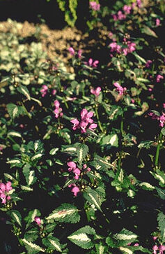 Lamium macul. 'Chequers'-0