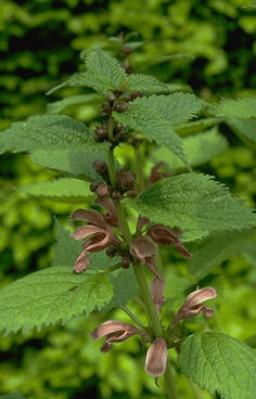 Lamium orvala-0